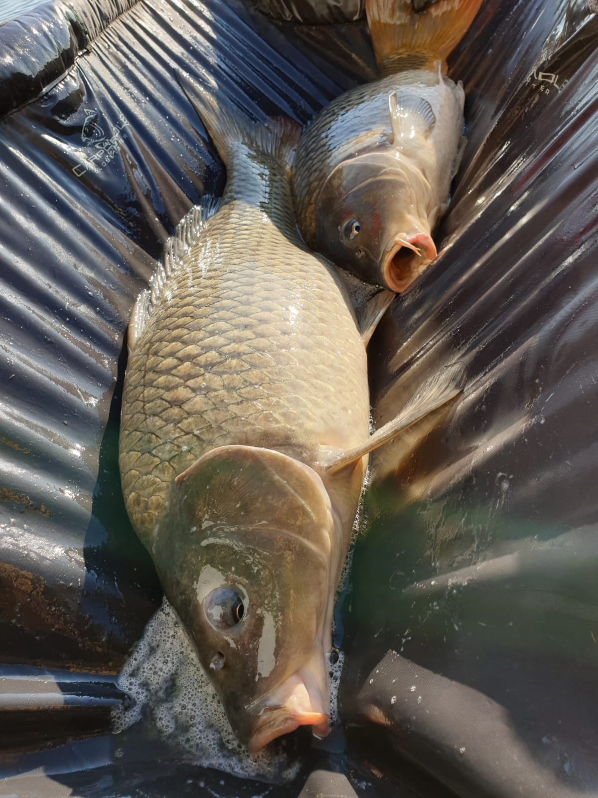 Tancabesti 22 - 25 iun. - 791C4208E0144912A4879AE99252039D.jpg